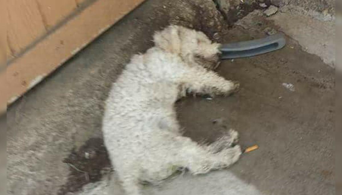 Dog Was Tormented by Kids and Looked ‘Dead,’ but Came ‘Out of His Shell’ After Being Saved