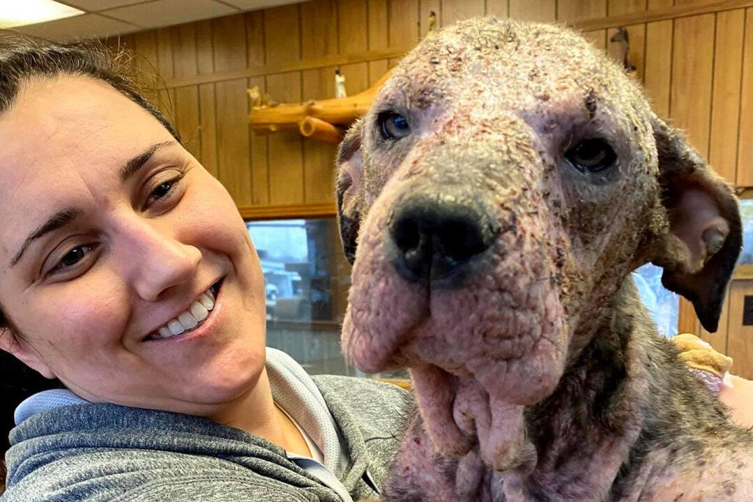 Abandoned Dog That Was Sick and Mange-Ridden Nursed Back to Health, Is Now Unrecognizable