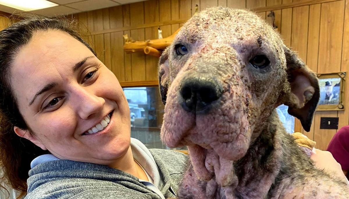 Abandoned Dog That Was Sick and Mange-Ridden Nursed Back to Health, Is Now Unrecognizable