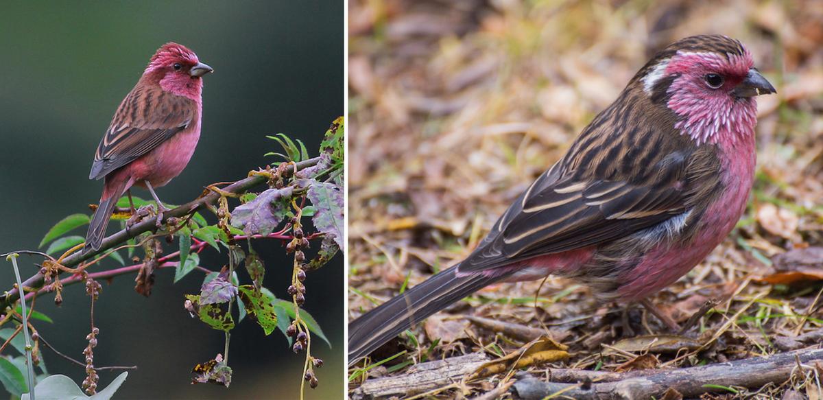 (L: Prateek Kulkarni/Shutterstock, R: Dararat Insuwan/Shutterstock)