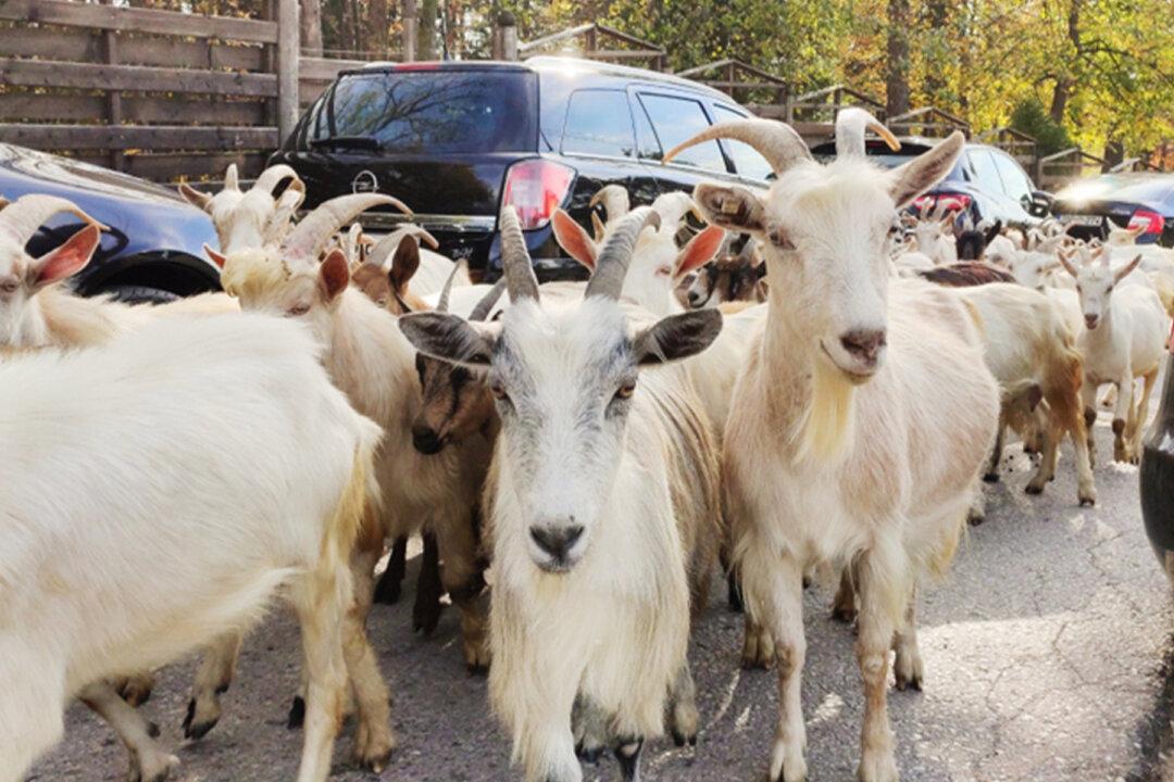200 Goats Escape Hillside, Roam Wild in California Neighborhood Amid Lockdown