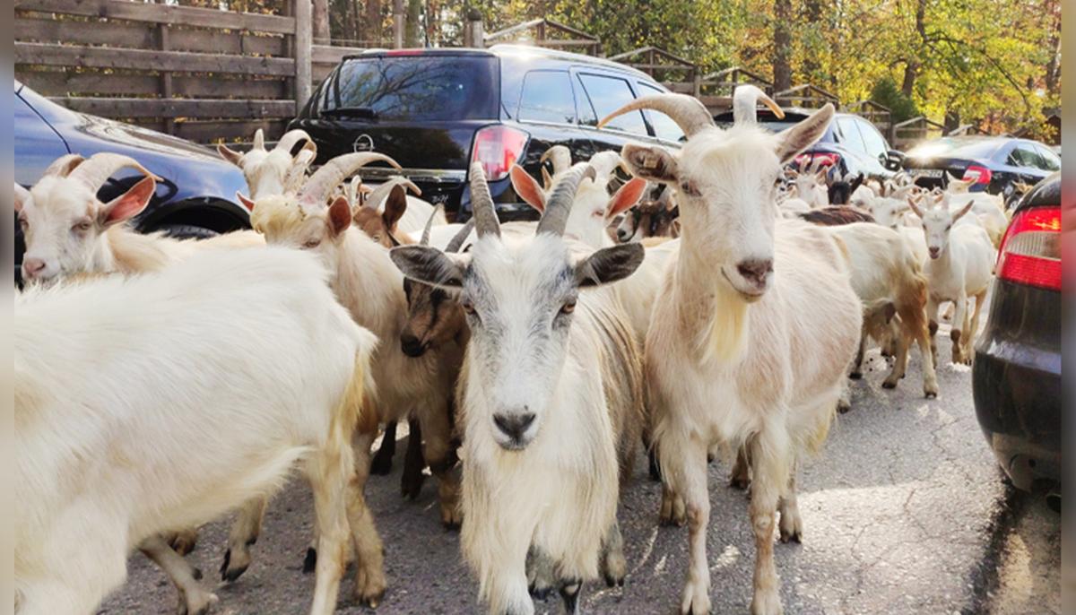 200 Goats Escape Hillside, Roam Wild in California Neighborhood Amid Lockdown