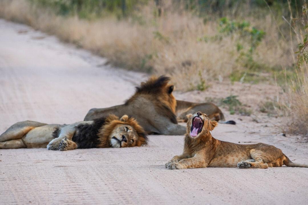 Lions Take Advantage of COVID Safari Closures to Take ‘Cat’ Nap in Middle of the Road at Kruger National Park