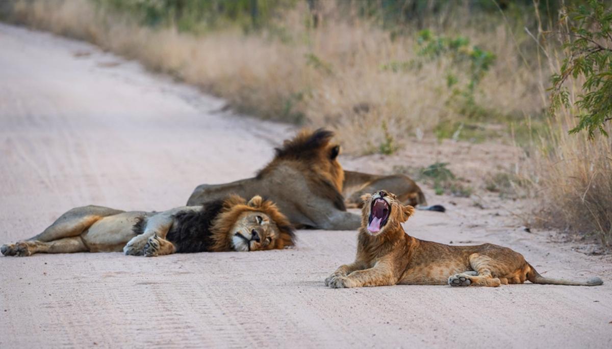Lions Take Advantage of COVID Safari Closures to Take ‘Cat’ Nap in Middle of the Road at Kruger National Park