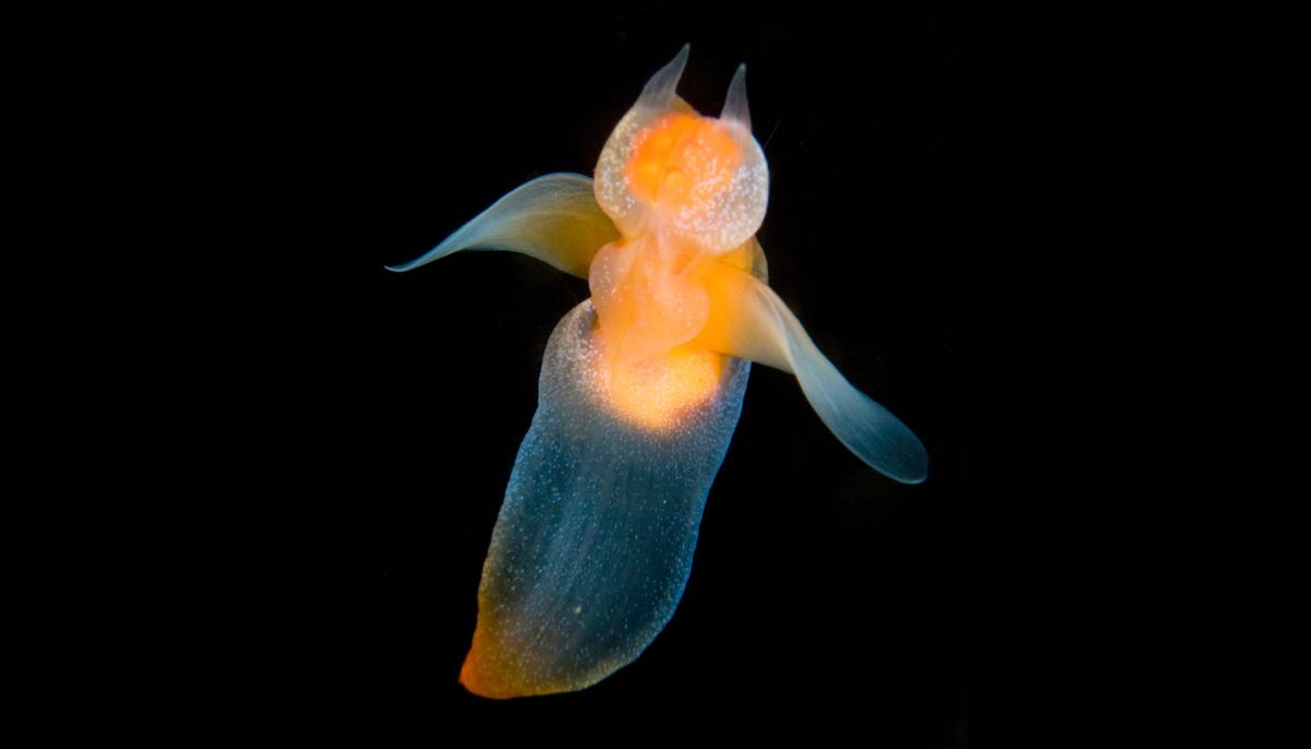 Marine Biologist Captures Rare Footage of Luminescent Sea Angels Swimming Under the Ice