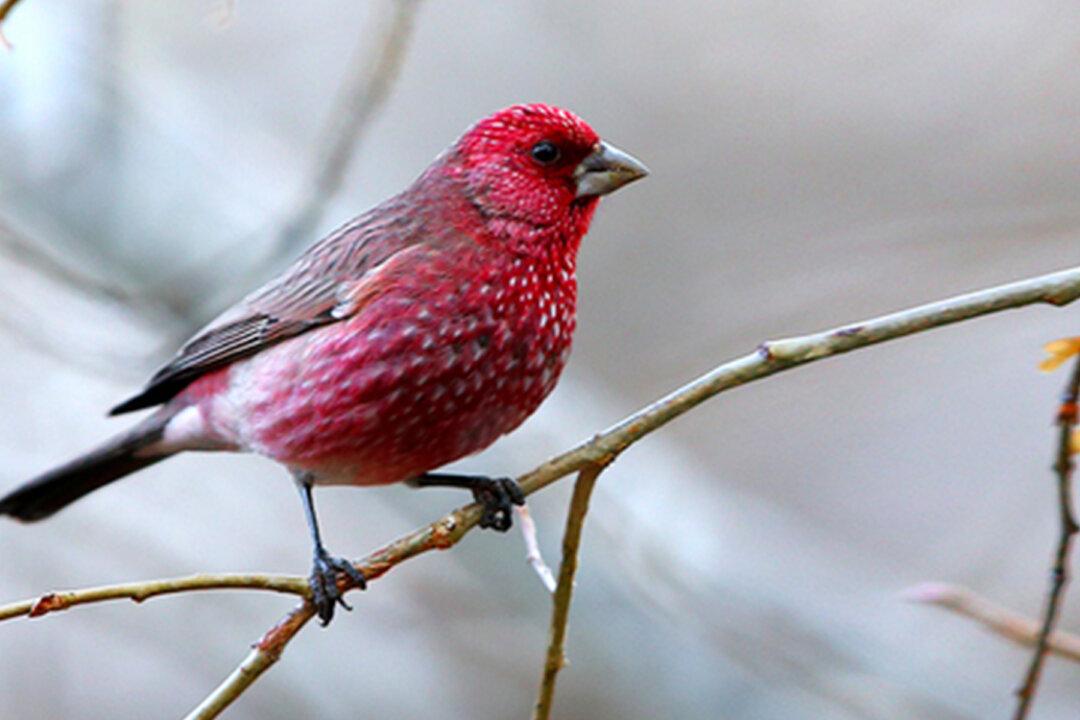 Exotic Rosefinches: Can You Tell These Different Pink-Colored Birds Apart?