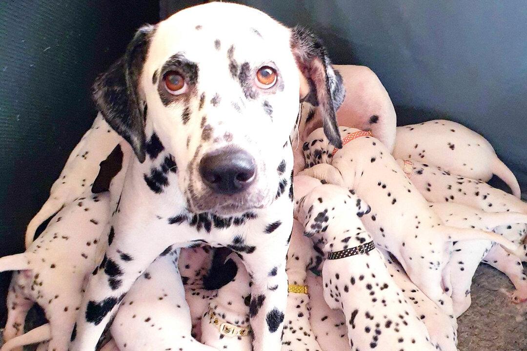 Dalmatian Mom Gives Birth to Huge Litter of 18 Spotted Puppies: ‘They Just Kept On Coming’