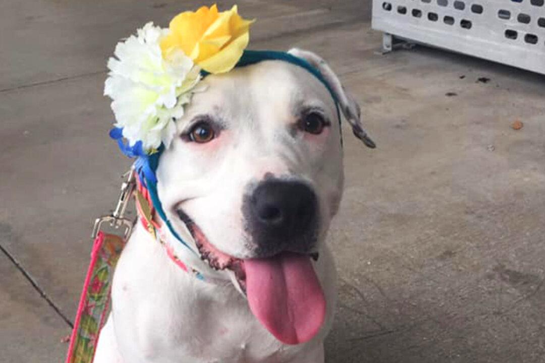 From Bait Dog to ‘Disney Princess’: How a Bonnet-Wearing Canine Became the Face of Hope