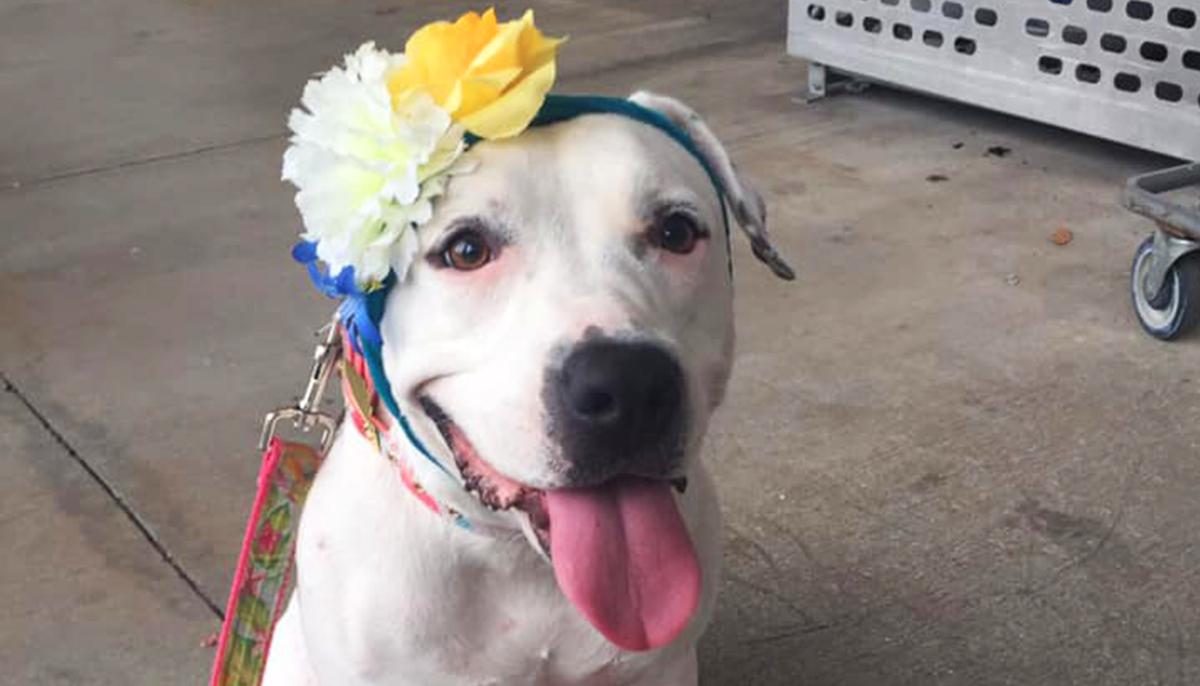 From Bait Dog to ‘Disney Princess’: How a Bonnet-Wearing Canine Became the Face of Hope