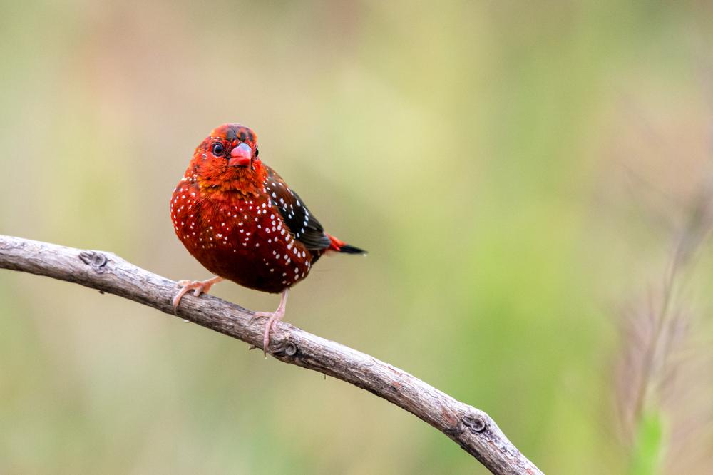 (itti ratanakiranaworn/Shutterstock)