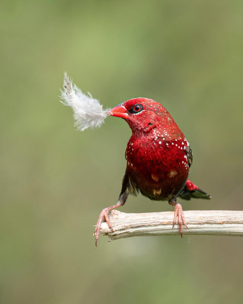 (prasanthdaskkm/Shutterstock)