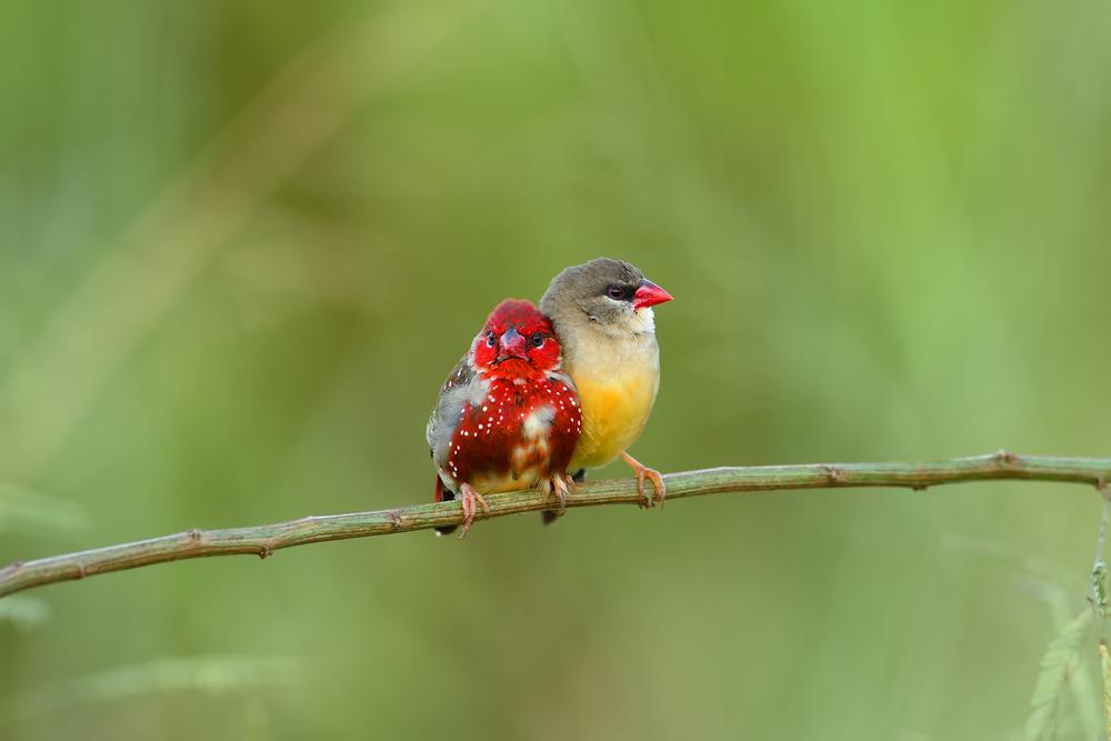 (vanchai/Shutterstock)