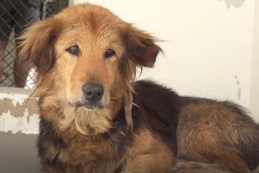 15-Year-Old Family Dog Dropped Off at Shelter Because Family ‘Had No Time for Her’ Anymore