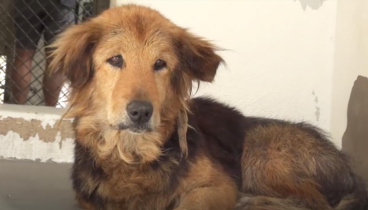 15-Year-Old Family Dog Dropped Off at Shelter Because Family ‘Had No Time for Her’ Anymore