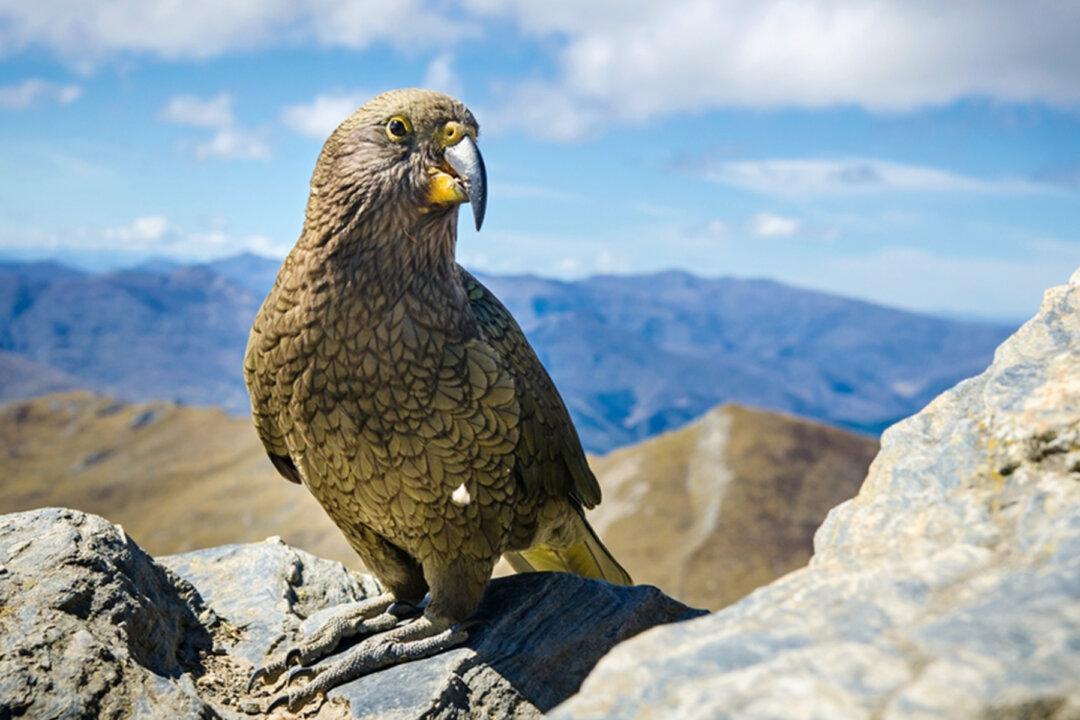 Meet the Kea, This Intelligent Bird Is the World’s Only Alpine Parrot and Is Dwindling