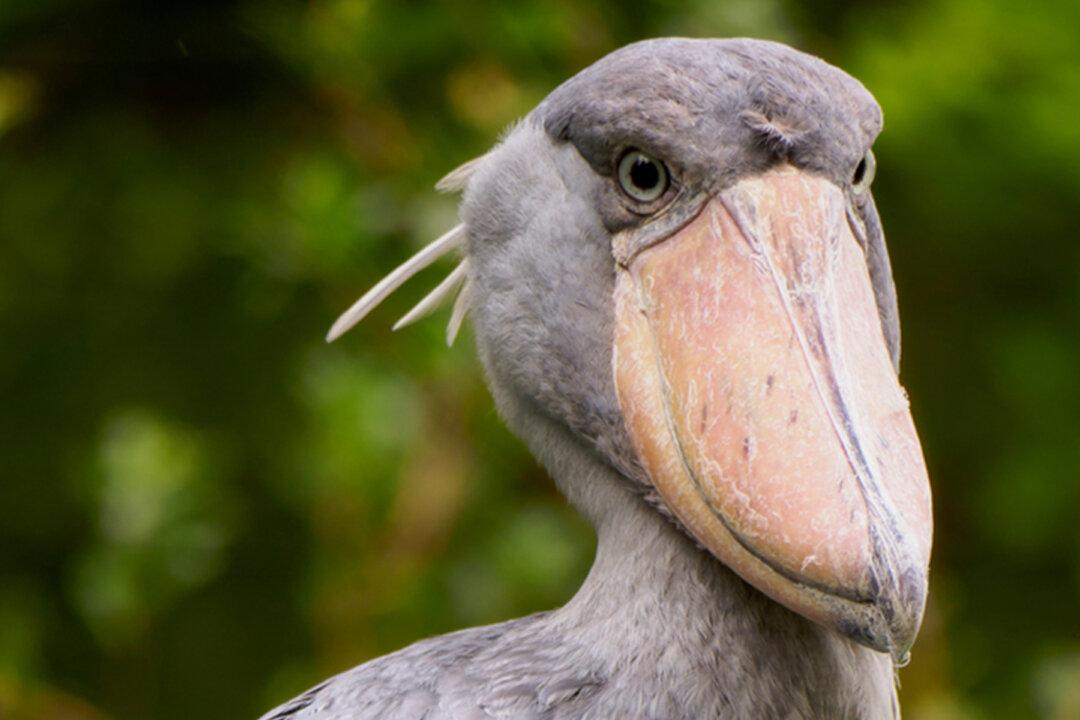 ‘The Most Terrifying Bird in the World’: Shoebill Stork Stands Up to 5ft Tall, Hunts Like a Boss