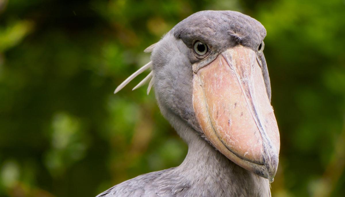 ‘The Most Terrifying Bird in the World’: Shoebill Stork Stands Up to 5ft Tall, Hunts Like a Boss
