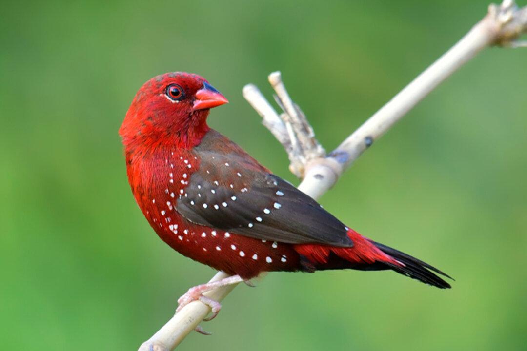 Strawberry Finch: The Tiny Bird Charms Nature Lovers With Its Deep Red Plumage