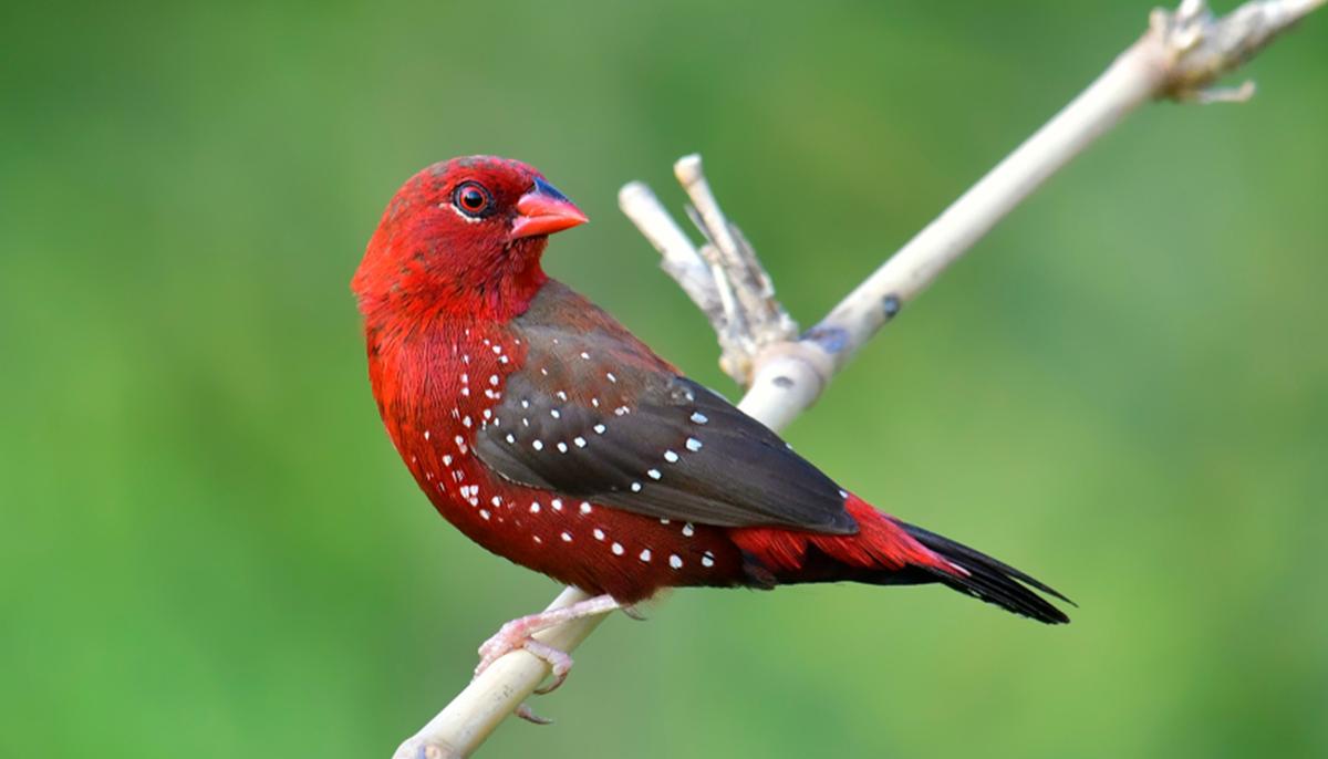 Strawberry Finch: The Tiny Bird Charms Nature Lovers With Its Deep Red Plumage