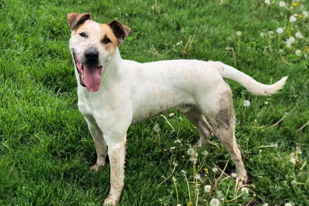 Abandoned Dog Finally Gets Adopted After Spending 2,000 Days at an Animal Shelter