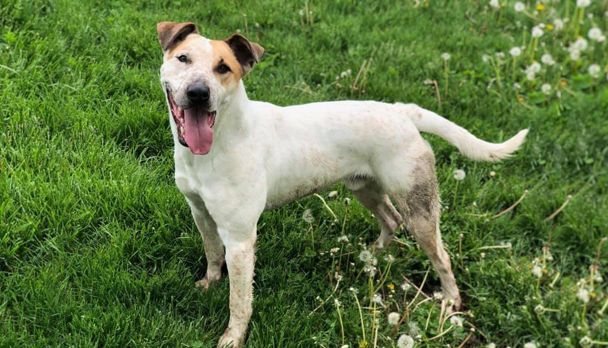 Abandoned Dog Finally Gets Adopted After Spending 2,000 Days at an Animal Shelter