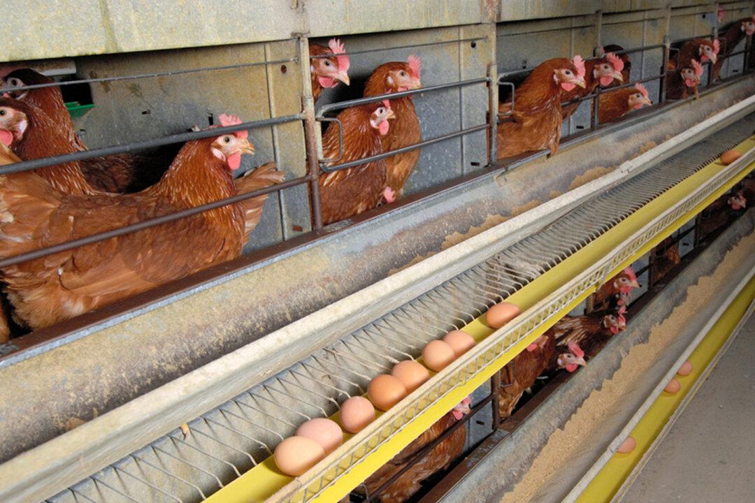 Farmer Unable to Sell Eggs Faced With Euthanizing Flock of 80,000 Hens–Until Local Woman Steps In