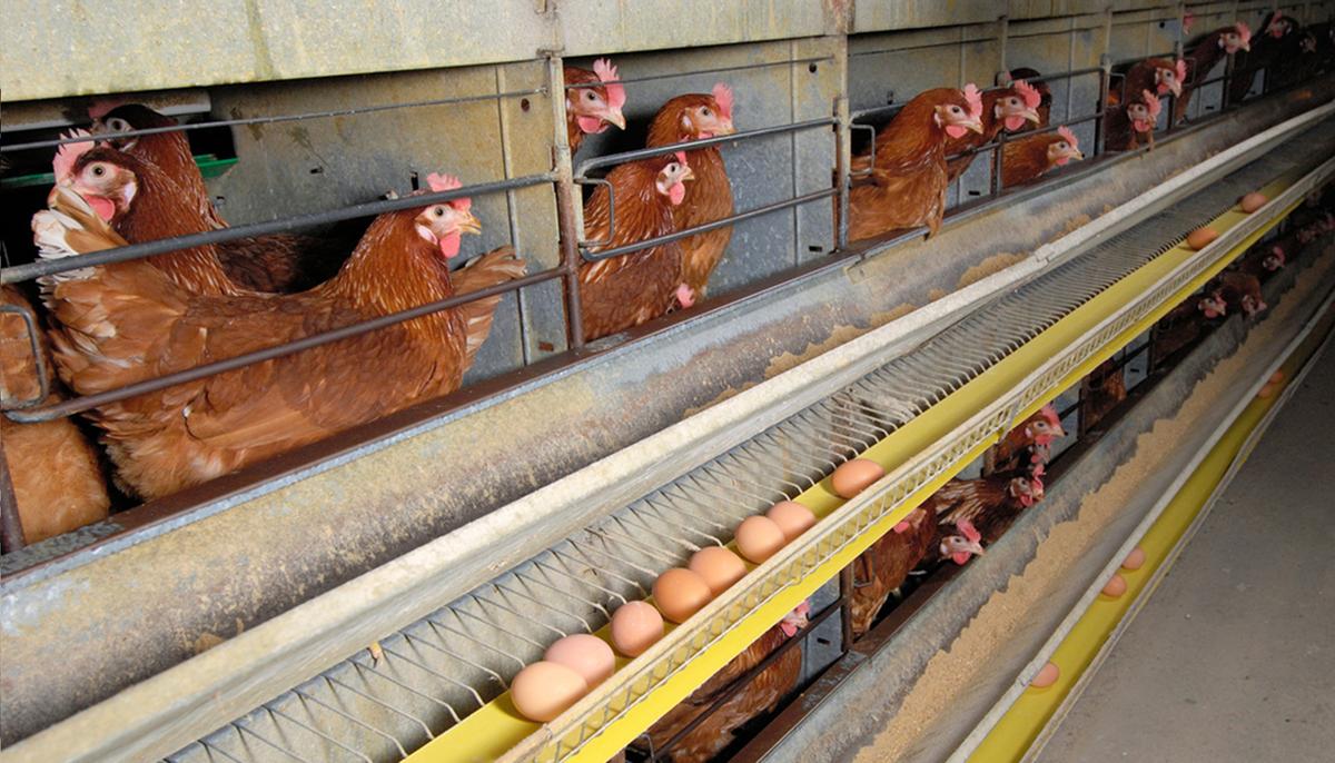 Farmer Unable to Sell Eggs Faced With Euthanizing Flock of 80,000 Hens–Until Local Woman Steps In