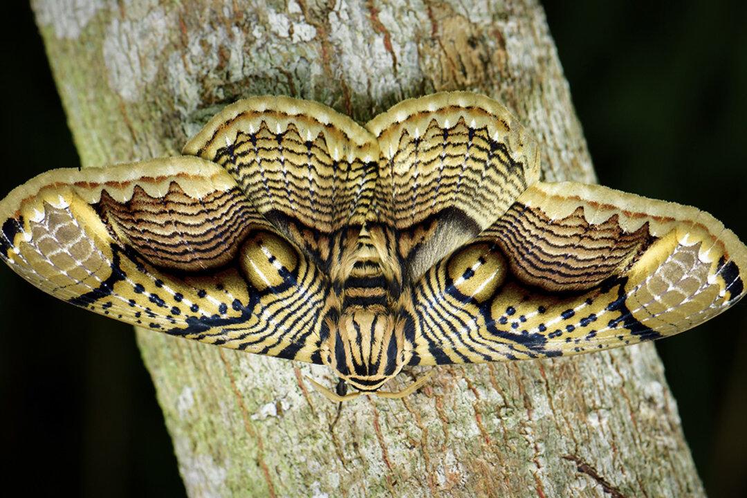 Photographer Captures Incredible Footage of Giant Brahmin Moth’s ‘Tiger Eye’ Wings in Stunning Detail