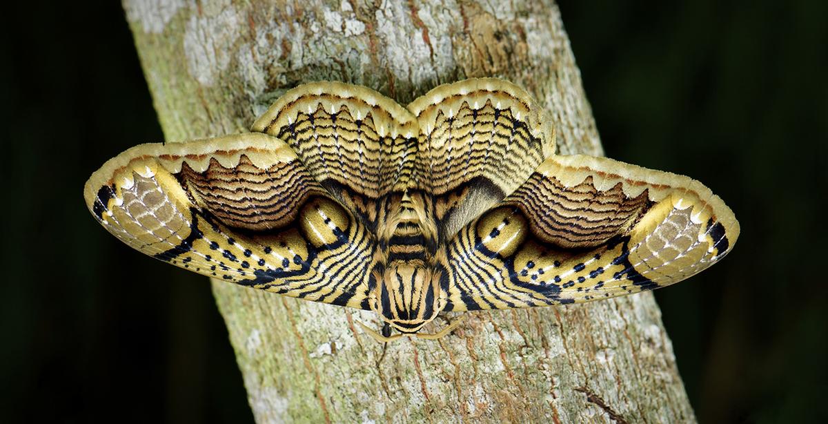 Photographer Captures Incredible Footage of Giant Brahmin Moth’s ‘Tiger Eye’ Wings in Stunning Detail
