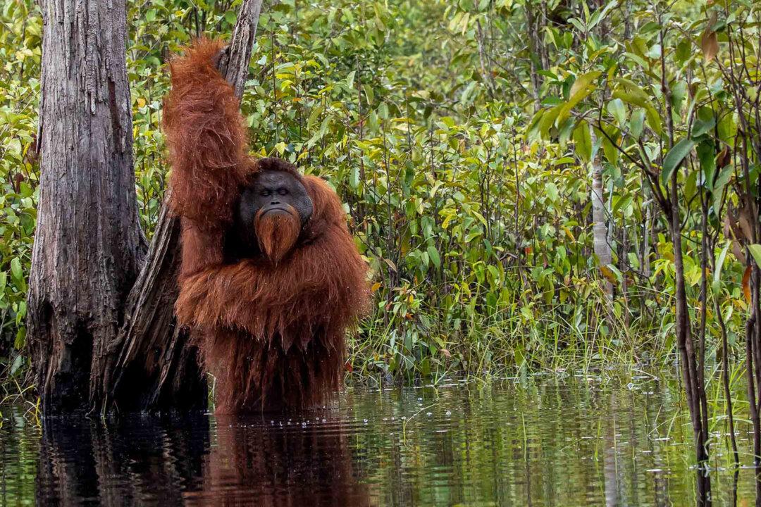 Photographer Snaps Rare & Hilarious Picture of Orangutan Taking a Bath in a River in Indonesia