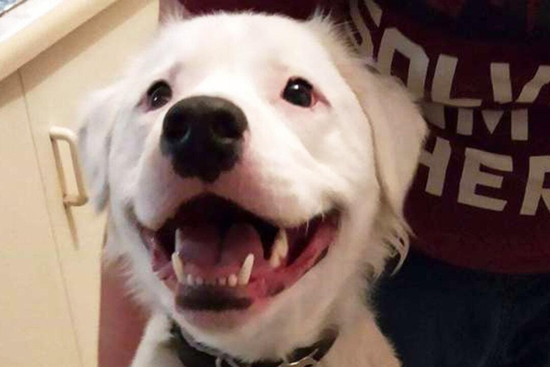 Blind, Deaf Dog That Nobody Wanted Finally Adopted, Now Helps Comfort Other Foster Animals