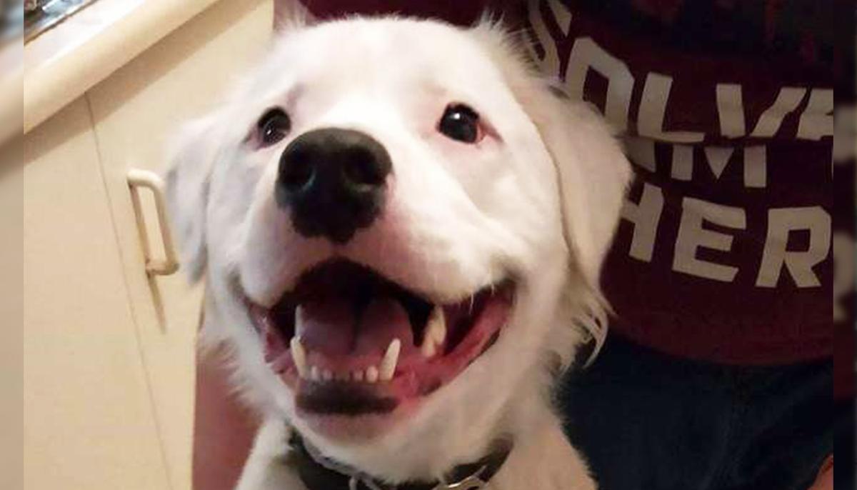 Blind, Deaf Dog That Nobody Wanted Finally Adopted, Now Helps Comfort Other Foster Animals