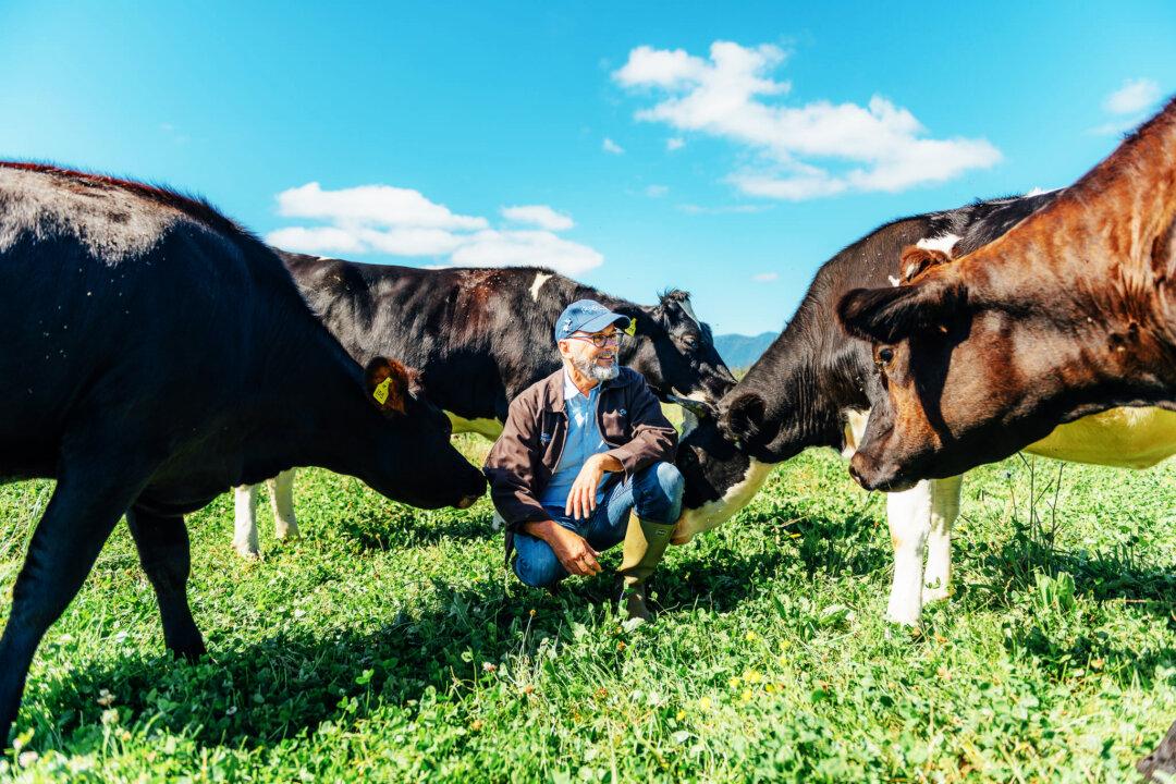 The Future of American Cheese
