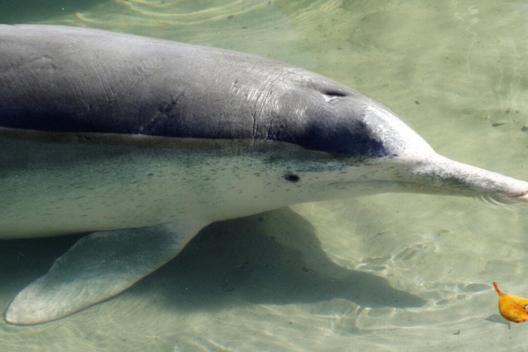 Wild Humpback Dolphin Brings Gifts of Coral From Ocean Floor to Visitors in Australia