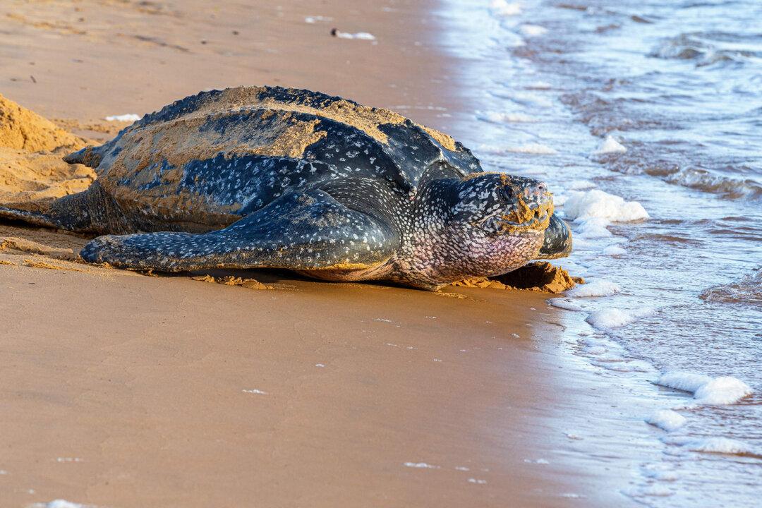 Leatherback Sea Turtles Nesting & Laying Eggs on the Rise With COVID-19 Beach Closures