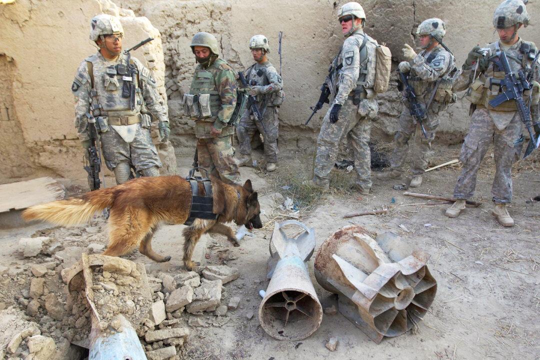 Courageous Military Dog Received Medal of Bravery for Impeccable Record in Marine Combat