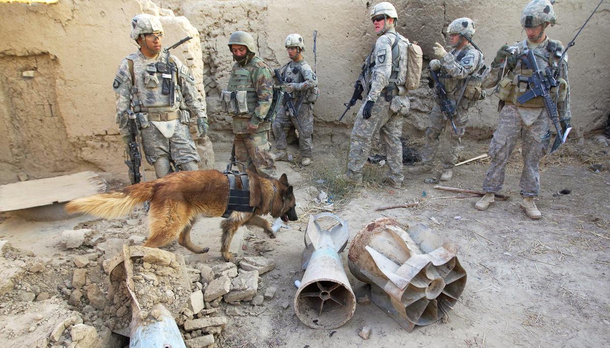 Courageous Military Dog Received Medal of Bravery for Impeccable Record in Marine Combat