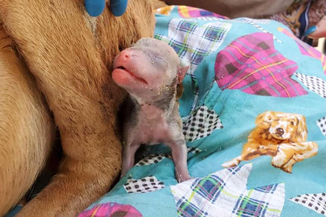 Abused Pregnant Dog Infested With Maggots Dumped on Curb While in Labor, Struggles to Recover