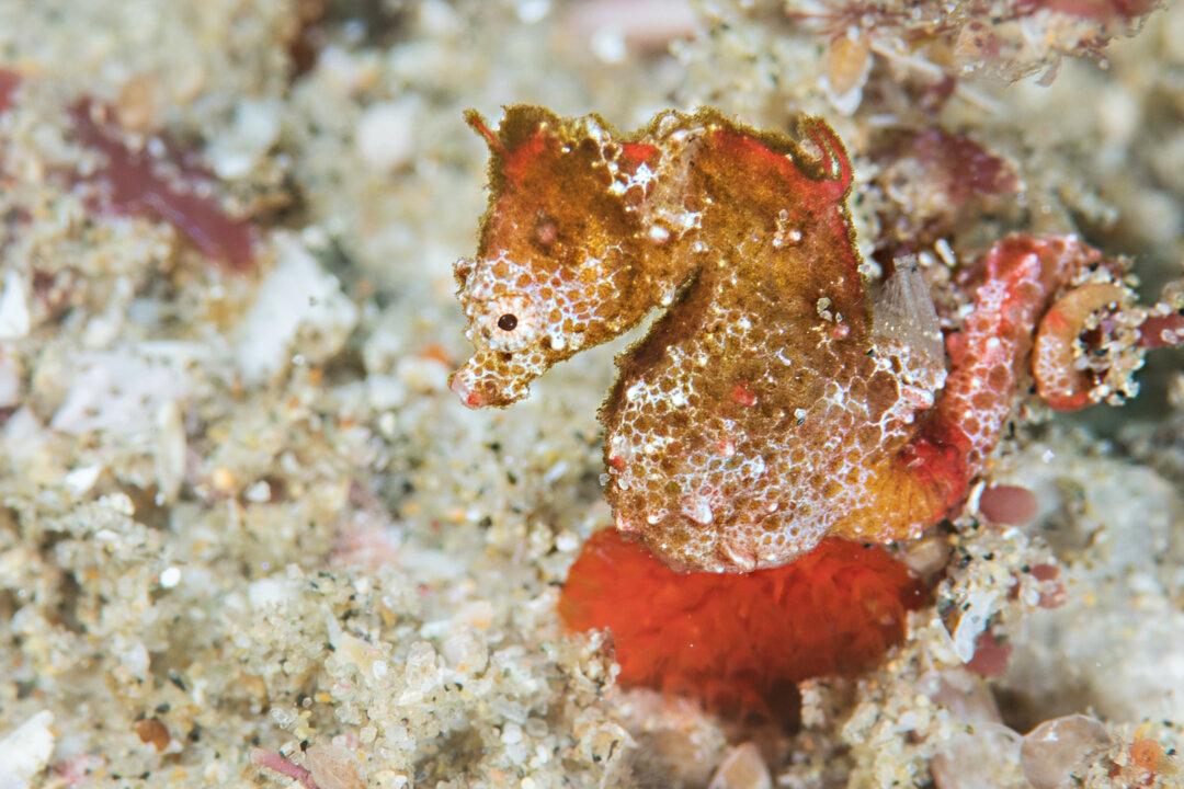 New Species of Pygmy Seahorse About the Size of a Grain of Rice Discovered in Indian Ocean