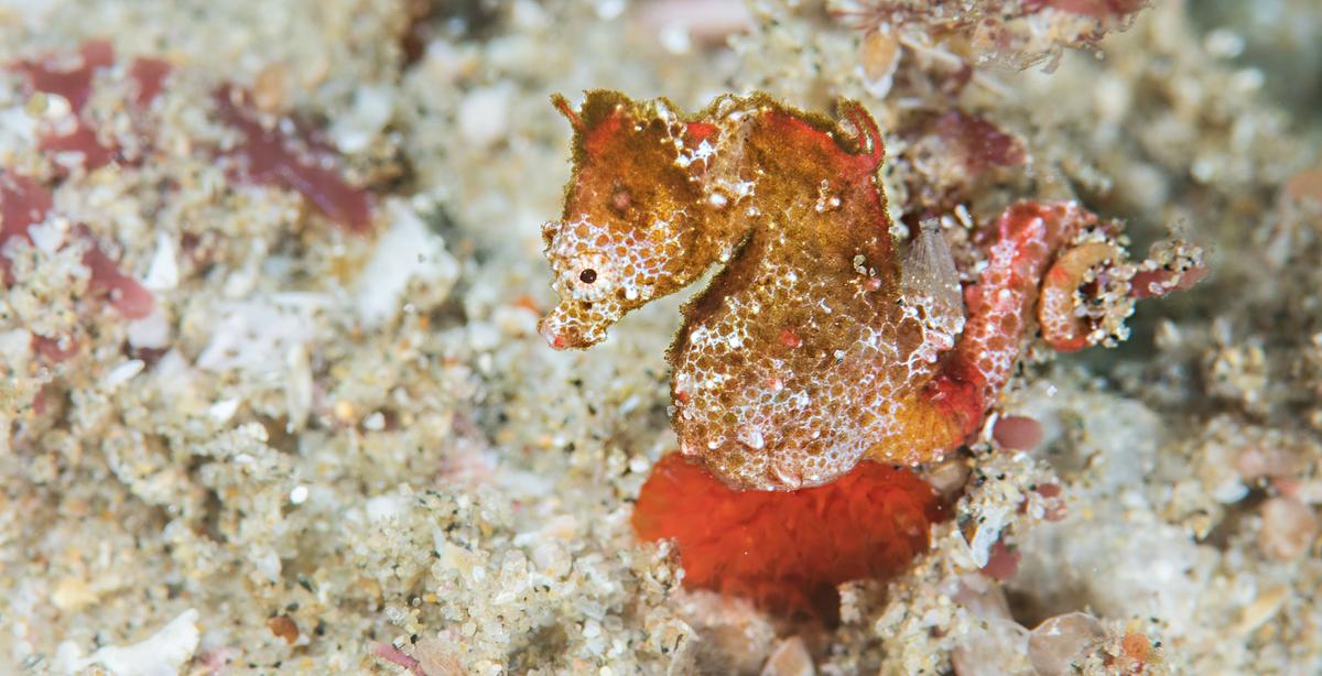 New Species of Pygmy Seahorse About the Size of a Grain of Rice Discovered in Indian Ocean