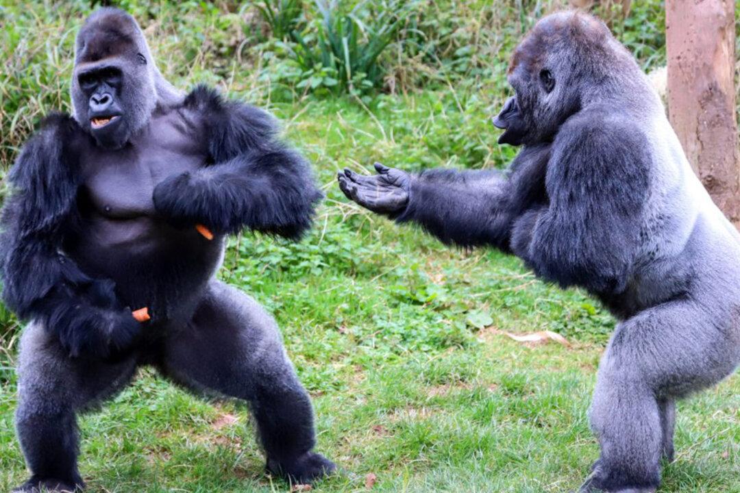 Hilarious Photos Show Two Big Gorillas in Heated Debate Over Food