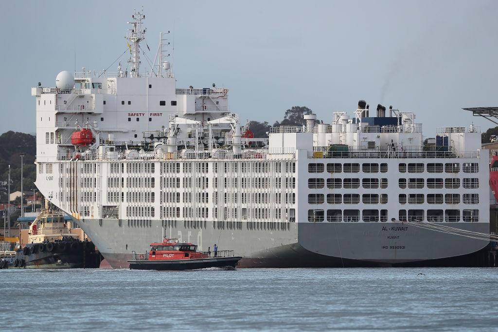 Live Export Ship Crew Brings Virus to Western Australia