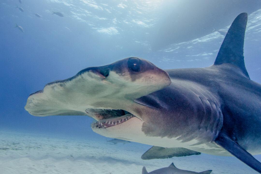 Fisherman Reels In Massive 14ft, 7in Hammerhead–After It Swallowed Blacktip Shark on His Line