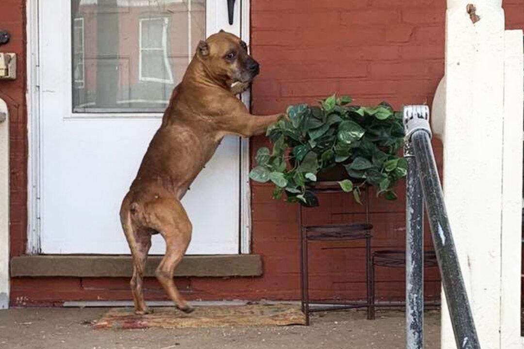 Heartbroken Dog Waits on Porch After Family Moved Away–Until a Stranger Wins His Heart