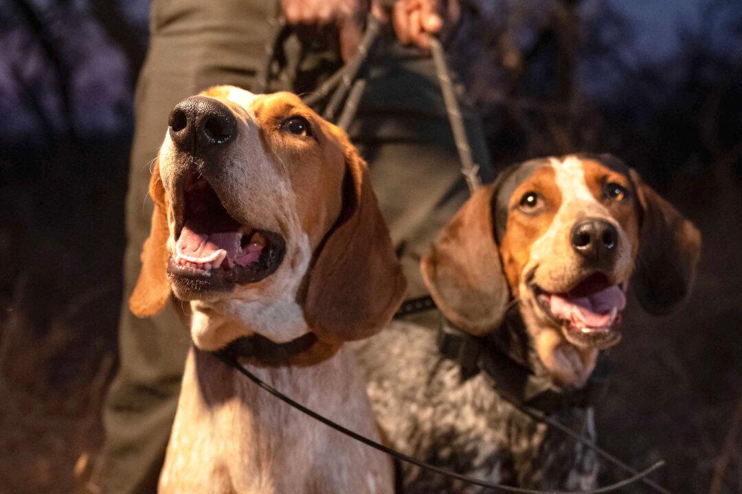 K9 Unit Trained to Protect Wildlife From Poachers Has Already Saved 45 Rhinos in South Africa