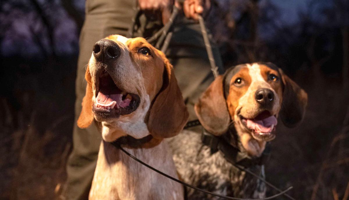 K9 Unit Trained to Protect Wildlife From Poachers Has Already Saved 45 Rhinos in South Africa