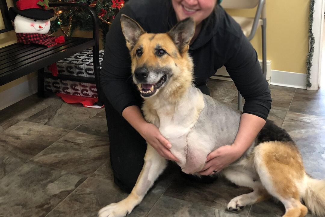 German Shepherd Left Out in the Cold Chews Leg Off–Until UPS Driver Sees Her, Calls SPCA