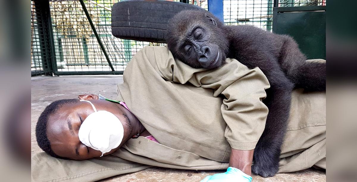 Orphaned Baby Gorilla Bonds With Human Carer After Being Rescued, and the Photos Are Adorable