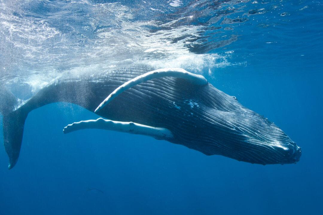 The Soul of the Sea: Whale Encounters in the Dominican Republic