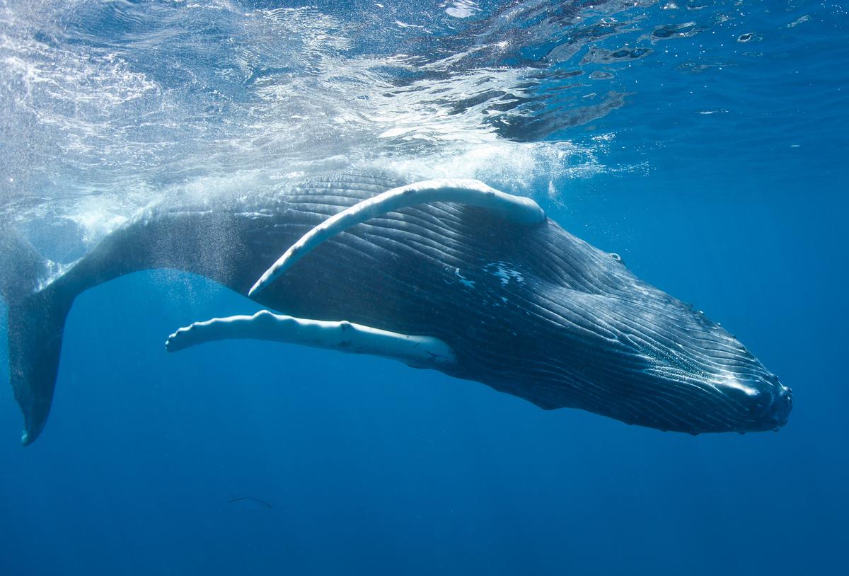 The Soul of the Sea: Whale Encounters in the Dominican Republic